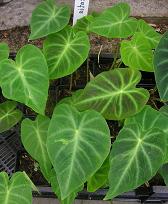 Remusatia pumila